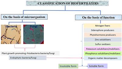 Overview of biofertilizers in crop production and stress management for sustainable agriculture